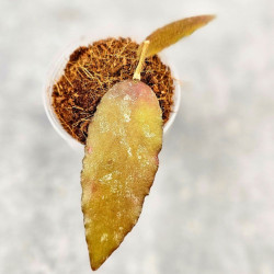 Hoya Caudata Aceh Red Leaf   