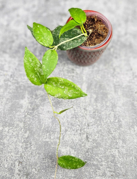 Hoya Caudata Aceh High Splash  