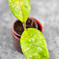 Hoya Sp Aceh Air Suri    