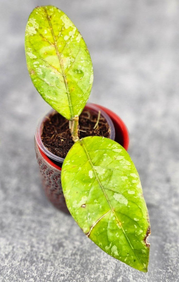 Hoya Sp Aceh Air Suri    