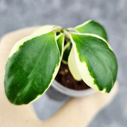 Hoya Incurvula Palta 