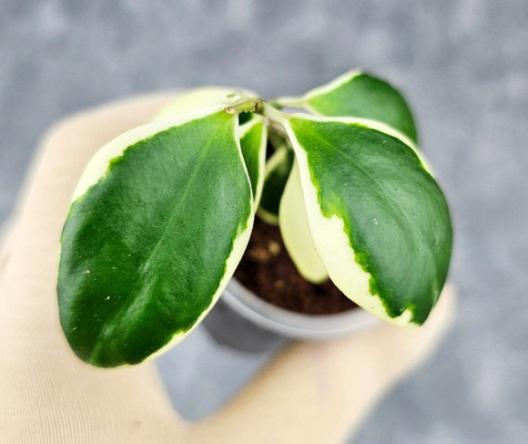 Hoya Incurvula Palta 