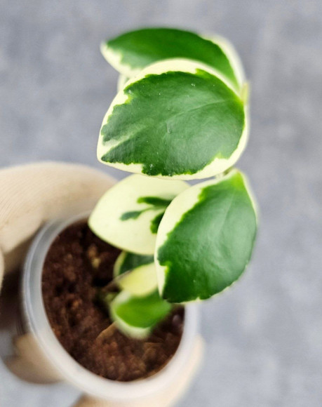 Hoya Incurvula Palta 