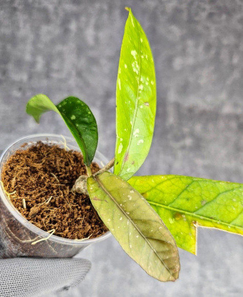 Hoya New No Id Forest Hoya New No Id Forest