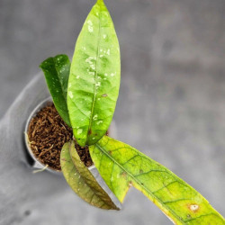 Hoya New No Id Forest