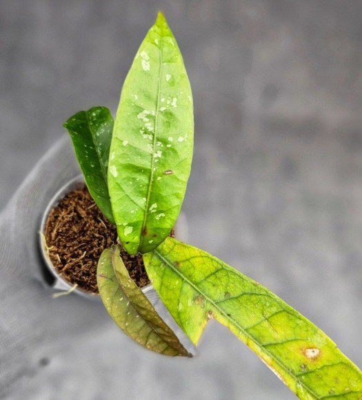 Hoya New No Id Forest Hoya New No Id Forest