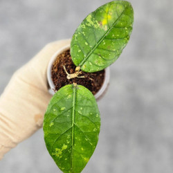Hoya Sp.Aceh No Id 01
