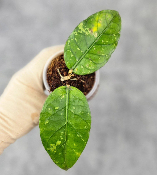 Hoya Sp.Aceh No Id 01 Hoya Sp.Aceh No Id 01