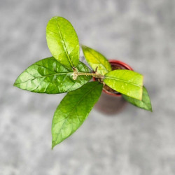 Hoya Sp. Aceh Aramarini