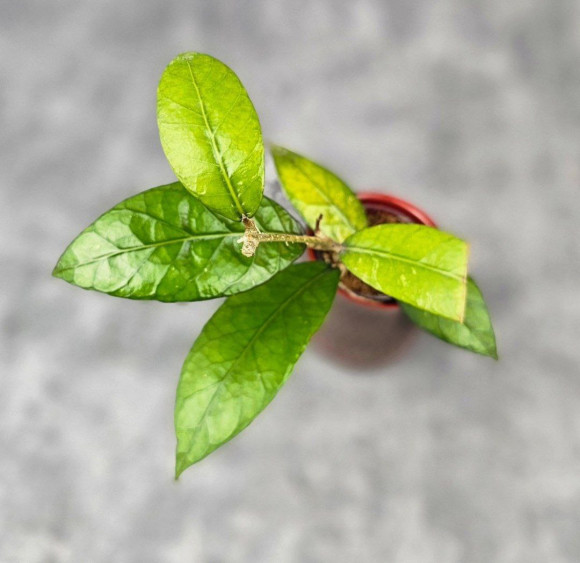 Hoya Sp. Aceh Aramarini