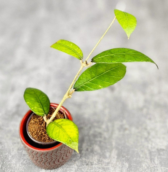 Hoya Sp. Aceh Aramarini