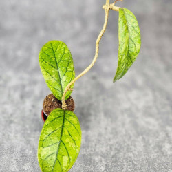 Hoya Meredithii High Splash  