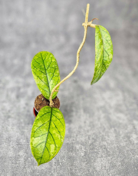 Hoya Meredithii High Splash  