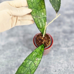 Hoya Clemensiorum Aceh #007                   