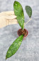 Hoya Clemensiorum Aceh #007                   