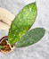 Hoya Clemensiorum Aceh #007                   