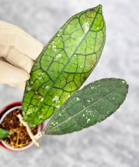 Hoya Clemensiorum Aceh #007                   