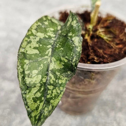 Hoya Clemensiorum Aceh Super Splash        