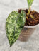 Hoya Clemensiorum Aceh Super Splash        