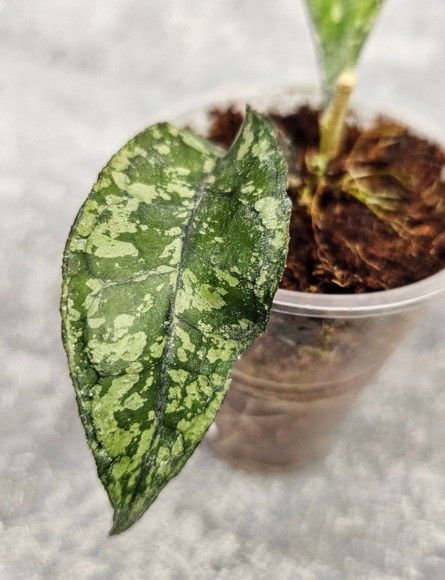 Hoya Clemensiorum Aceh Super Splash        