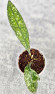 Hoya Clemensiorum Aceh Super Splash        