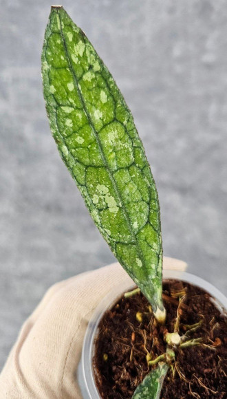 Hoya Clemensiorum Aceh Super Splash        