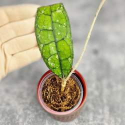 Hoya Clemensiorum Aceh ar #167