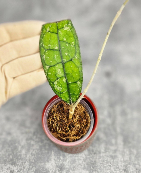 Hoya Clemensiorum Aceh ar #167 Hoya Clemensiorum Aceh ar #167