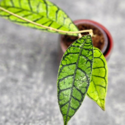 Hoya Calistophylla Sp Tabalong