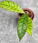 Hoya Calistophylla Sp Tabalong