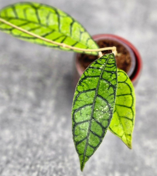 Hoya Calistophylla Sp Tabalong