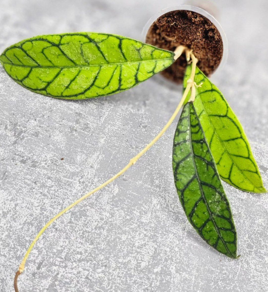 Hoya Calistophylla Sp Tabalong Hoya Calistophylla Sp Tabalong