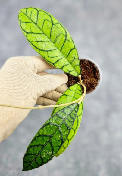 Hoya Calistophylla Sp Tabalong Hoya Calistophylla Sp Tabalong