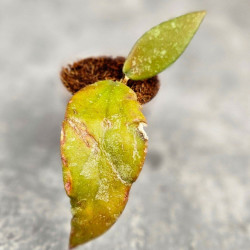 Hoya Caudata Aceh Red Leaf   