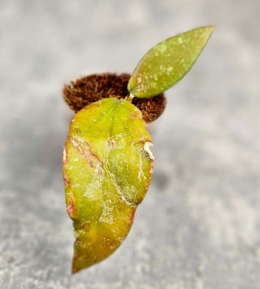 Hoya Caudata Aceh Red Leaf Hoya Caudata Aceh Red Leaf