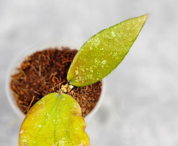Hoya Caudata Aceh Red Leaf Hoya Caudata Aceh Red Leaf