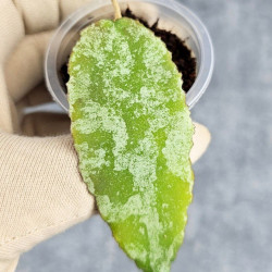 Hoya Caudata Aceh High Splash  