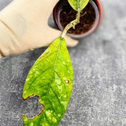 Hoya Sp Aceh Air Suri     