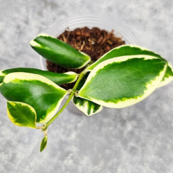 Hoya Incurvula Palta 