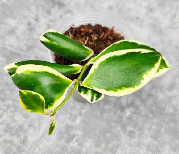 Hoya Incurvula Palta Hoya Incurvula Palta