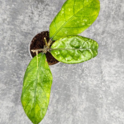 Hoya New No Id Forest