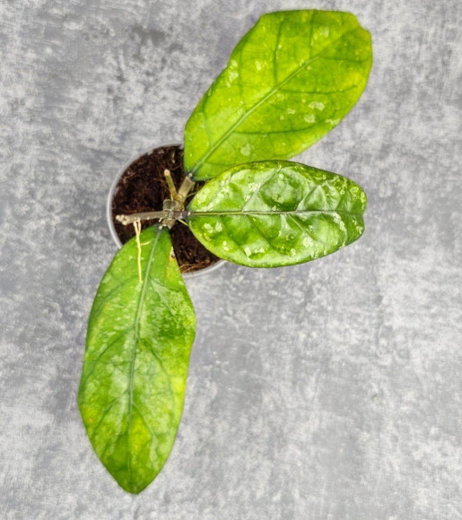 Hoya New No Id Forest Hoya New No Id Forest