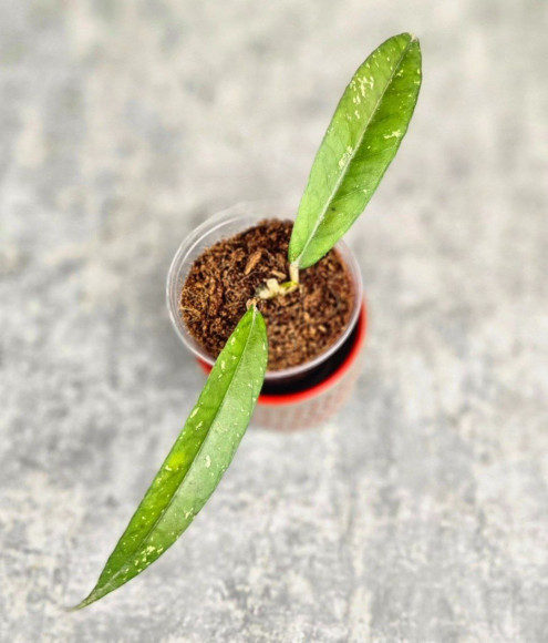 Hoya Sp.Aceh No Id Hoya Sp.Aceh No Id