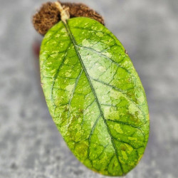 Hoya Meredithii High Splash   