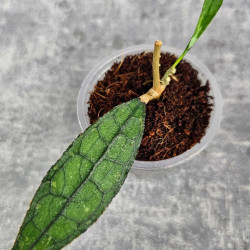 Hoya Clemensiorum Aceh #008                    