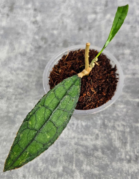 Hoya Clemensiorum Aceh #008                    