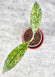 Hoya Clemensiorum Aceh Super Splash         