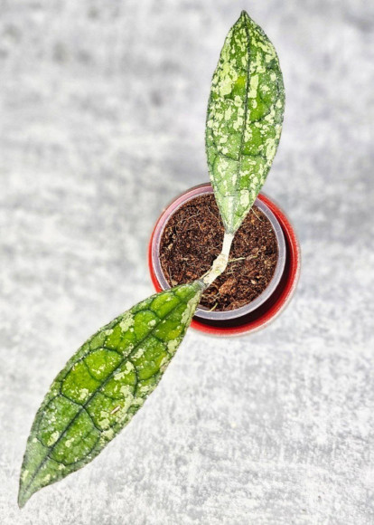 Hoya Clemensiorum Aceh Super Splash         