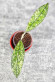 Hoya Clemensiorum Aceh Super Splash         