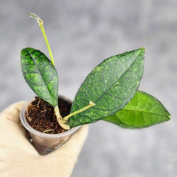 Hoya Clemensiorum Sarawak #002